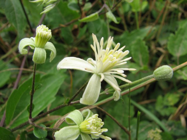 Clématite des haies